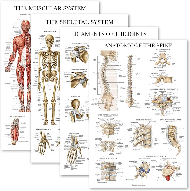 Palace Learning 4 Pack - Anatomical Poster Set - Laminated - Muscular, Skeletal, Ligaments of the Joints, Anatomy of the Spine - Anatomy Chart Set (LAMINATED, 18” x 24”) - Image 1